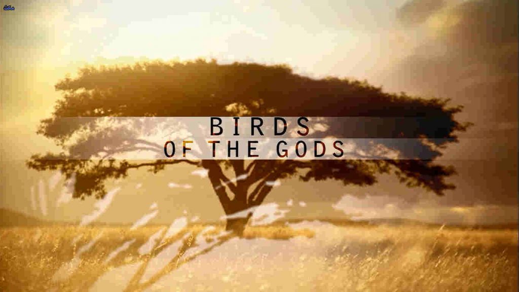 Birds of the Gods
