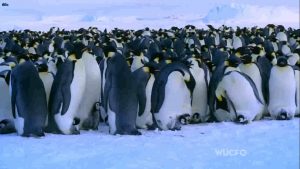  The Gathering of Swarms