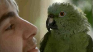 Parrot Confidential