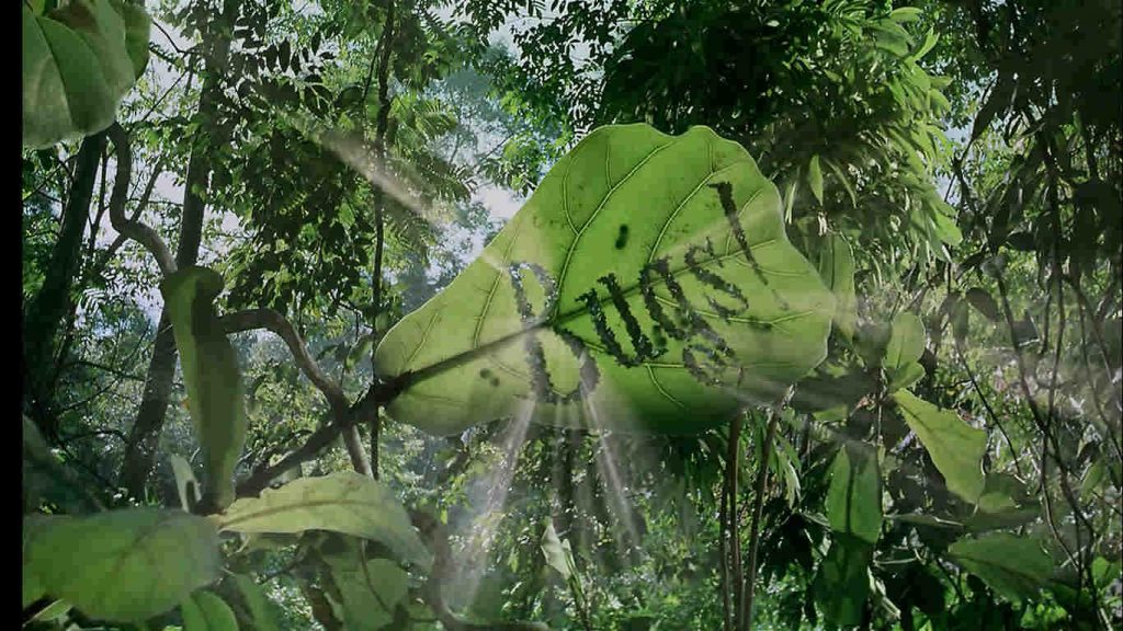 Bugs A Rainforest Adventure