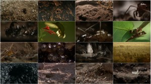 Empire of the Desert Ants