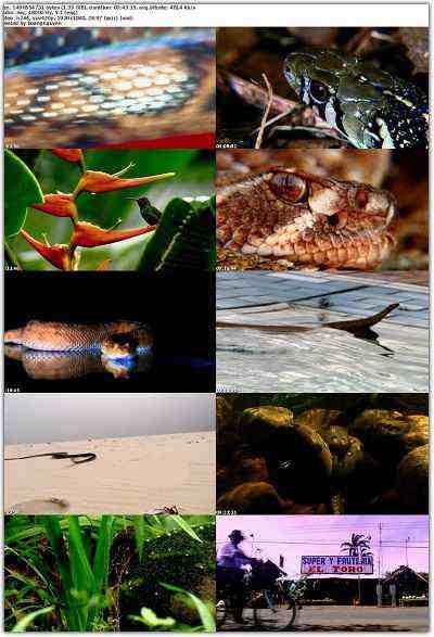 The Beauty of Snakes