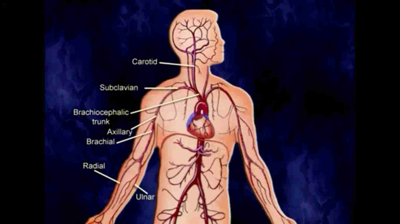 Understanding-The-Human-Body-an-Introduction-behtarin-download